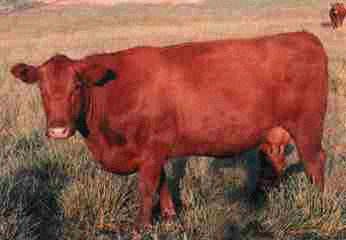 red heifer